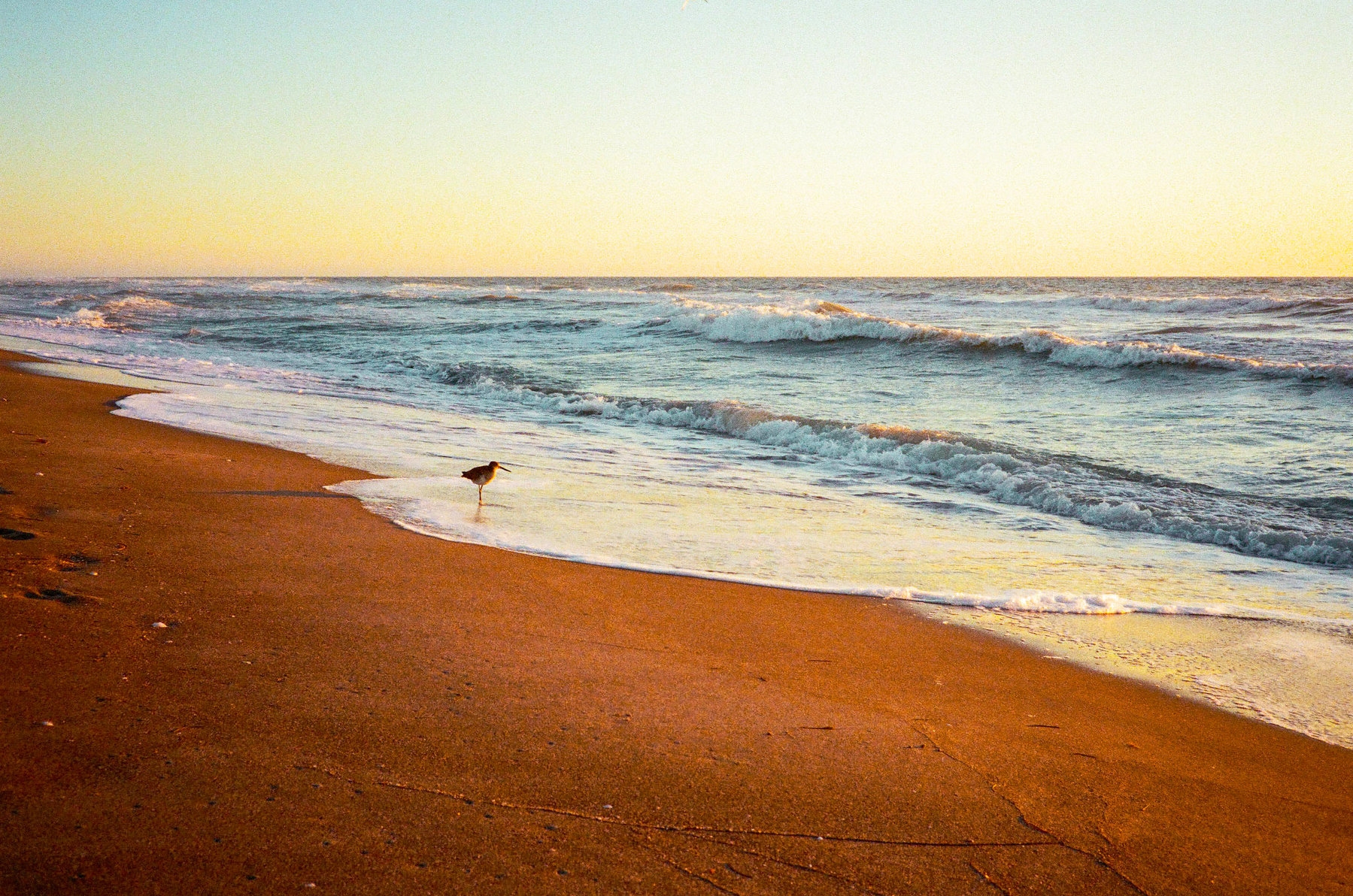 Auto-generated description: A lone bird stands on the wet sand near the shoreline during a serene sunset at the beach.