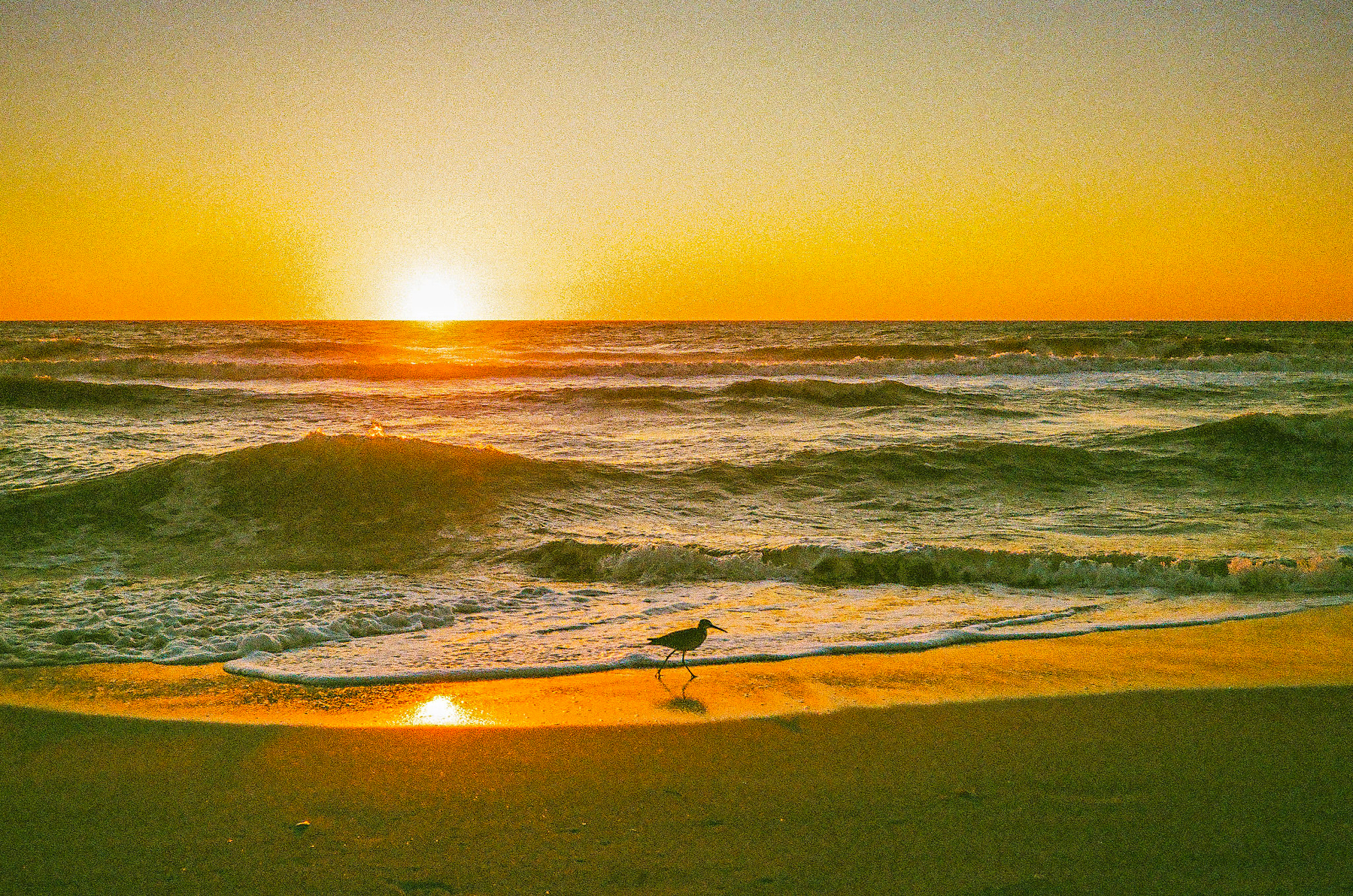 Auto-generated description: A bird walks along the shore as the sun sets over a tranquil ocean.