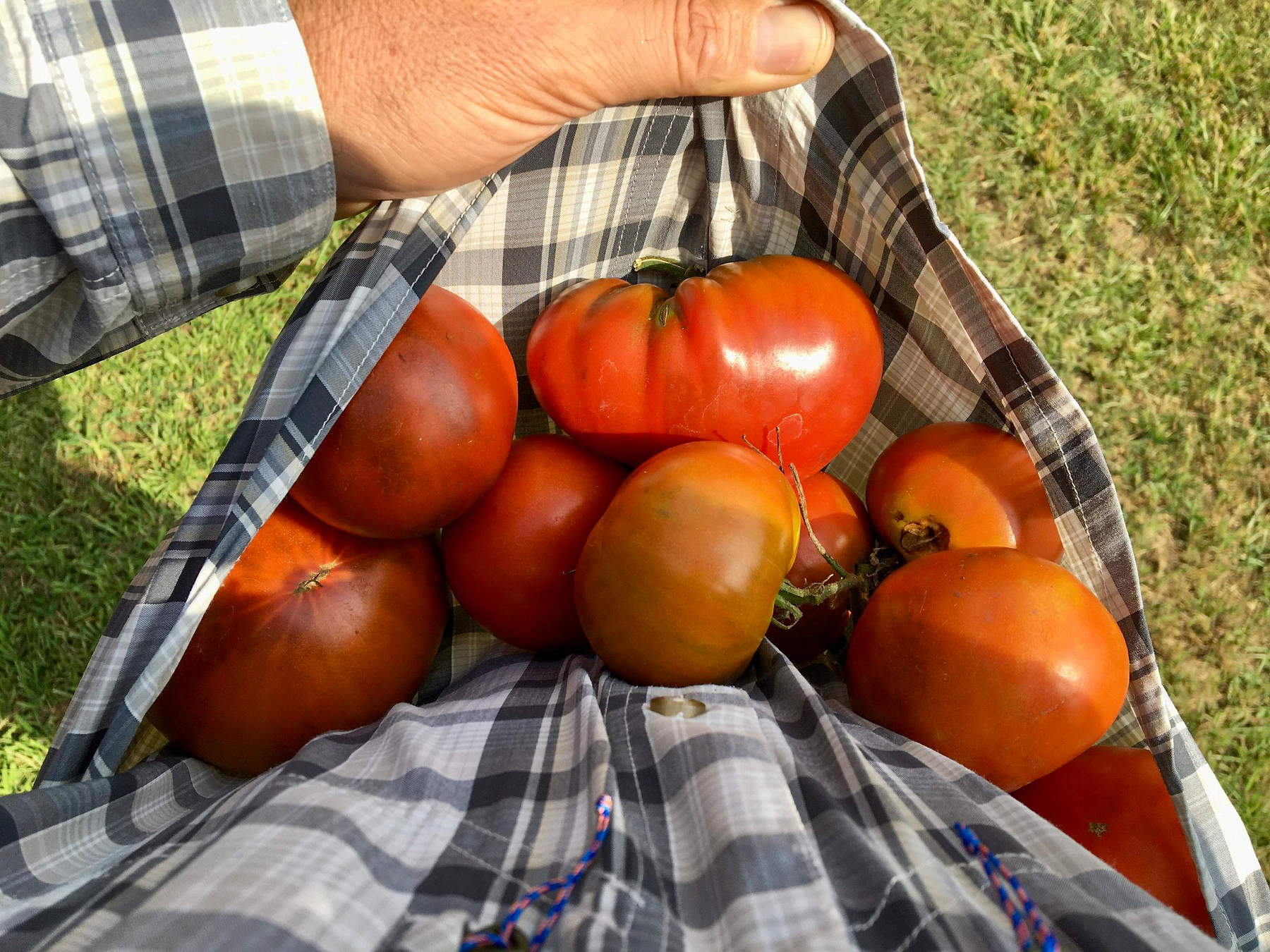 Auto-generated description: A person is holding several ripe tomatoes in the bottom of a plaid shirt.