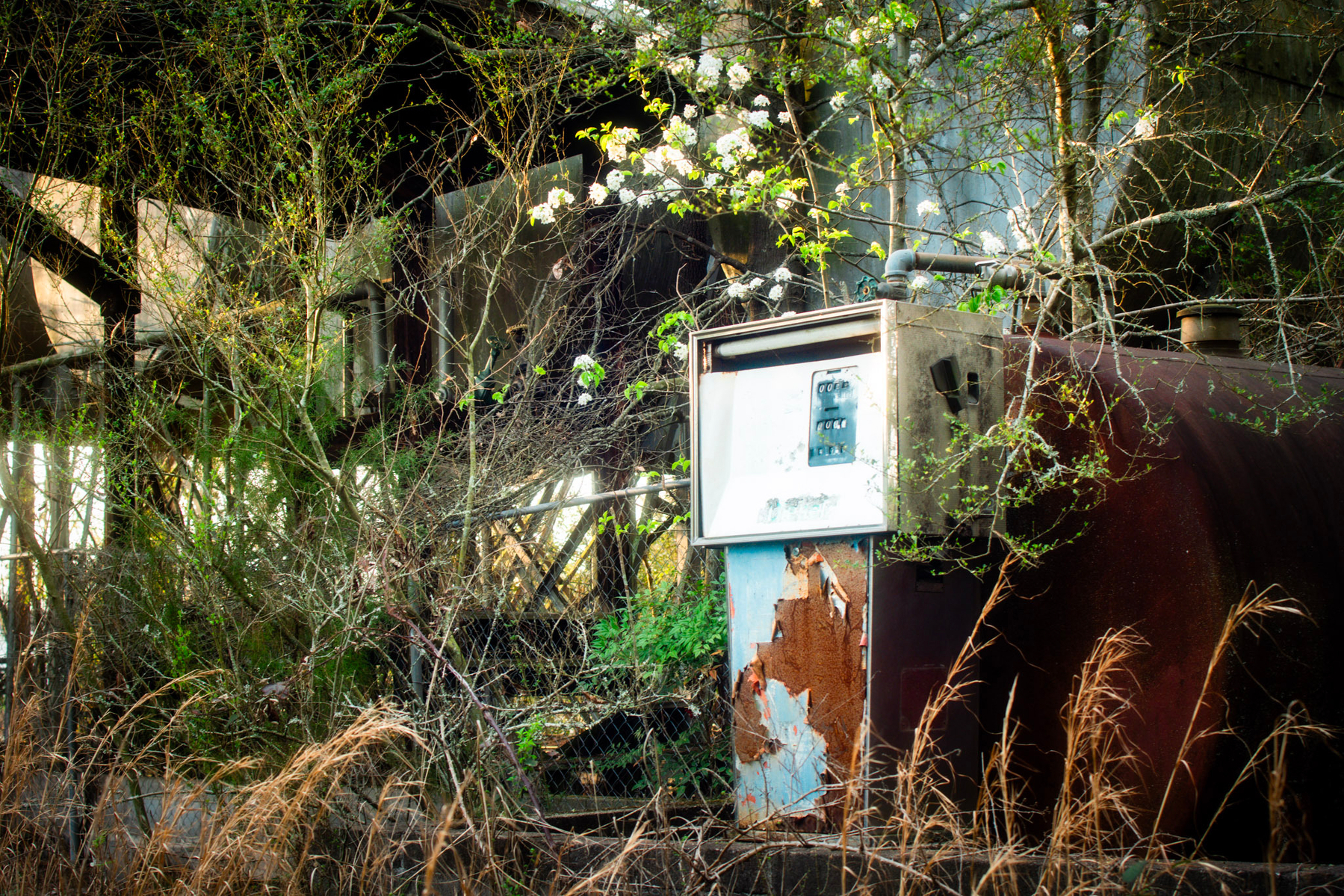 Auto-generated description: An old, rusted gas pump stands surrounded by overgrown vegetation and blooming plants.